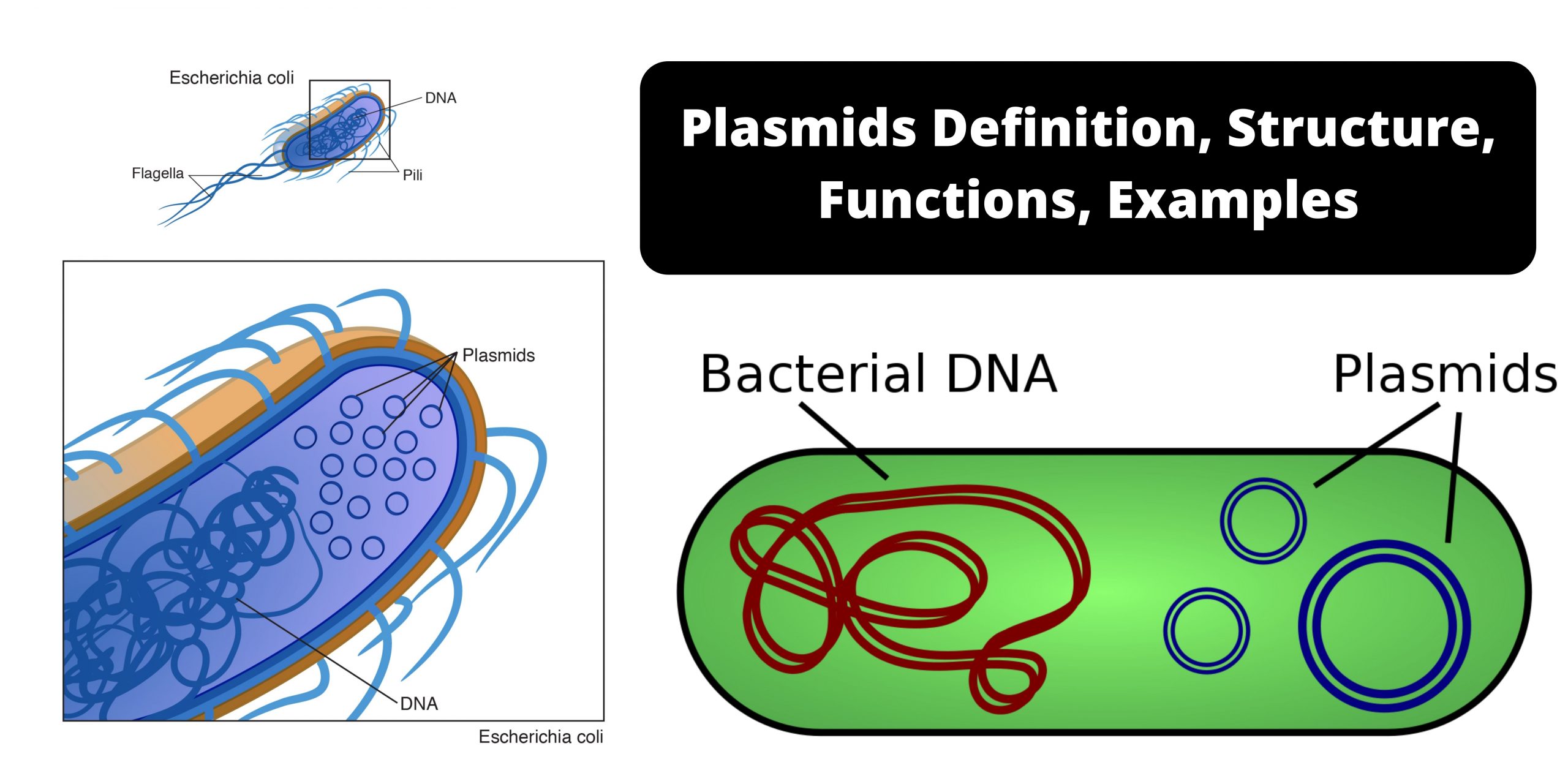 Plasmids - Definition, Structure, Functions, Examples