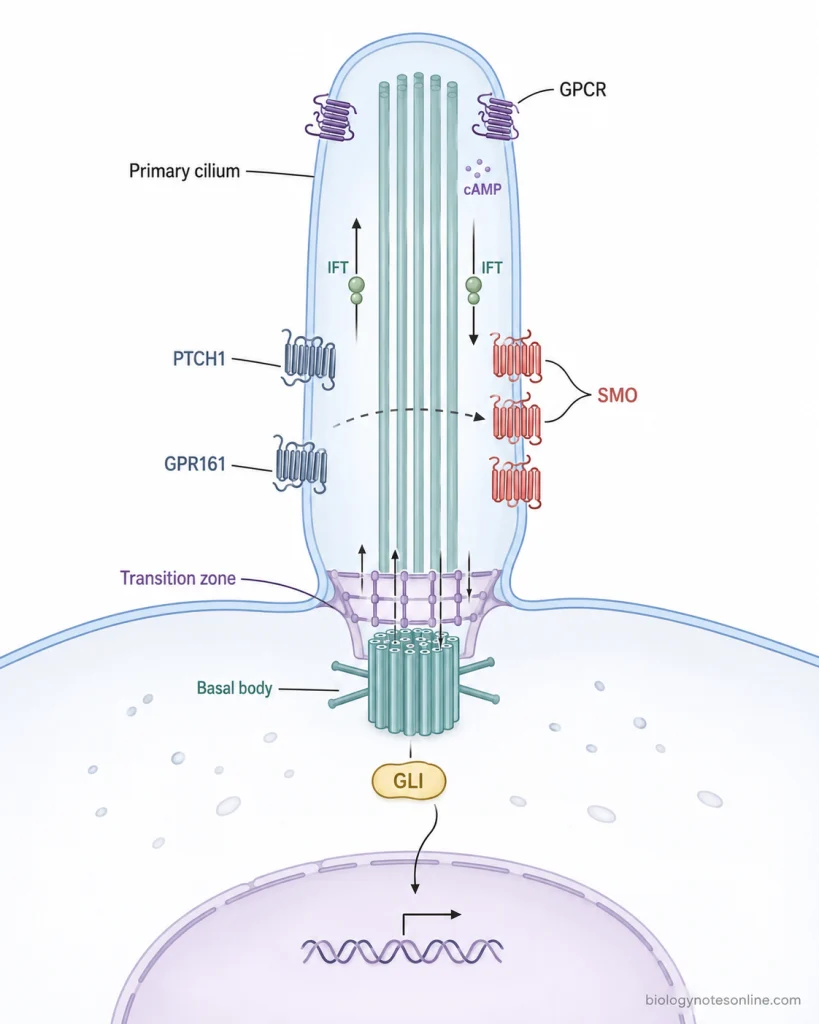 Primary cilium showing transition-zone gating, ciliary GPCRs, intraflagellar transport and redistribution of PTCH1, GPR161, SMO and GLI during Hedgehog signaling.