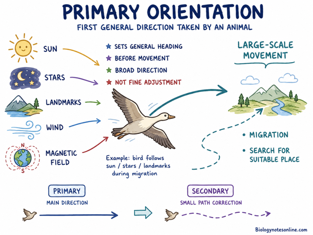 Orientation Patterns of Behaviour - Types, Importance, Examples 1 Primary Orientation Diagram