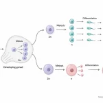Developmental pathway showing primordial germ cells undergoing mitosis, meiosis, and differentiation into haploid sperm and oocytes.