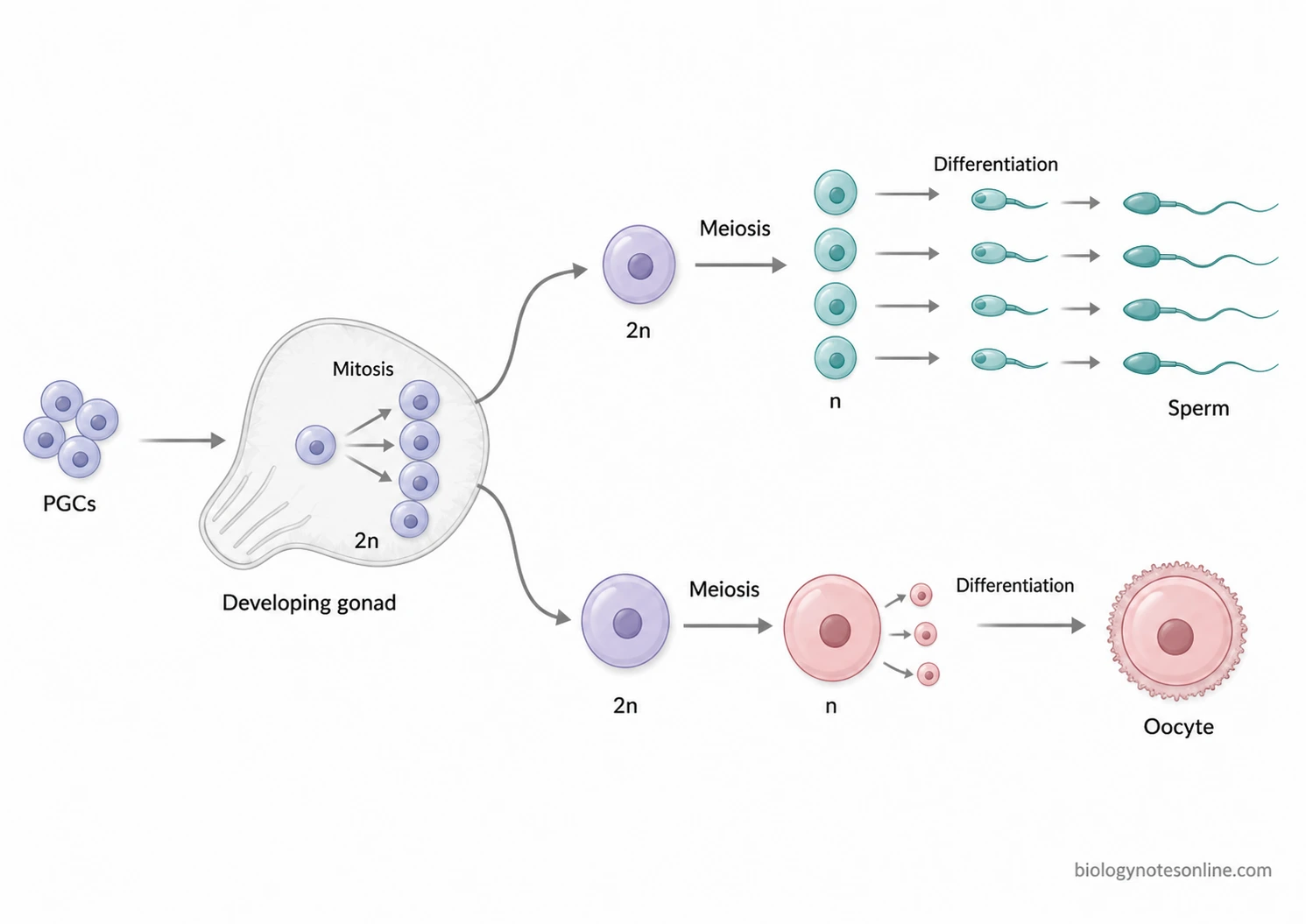 Developmental pathway showing primordial germ cells undergoing mitosis, meiosis, and differentiation into haploid sperm and oocytes.