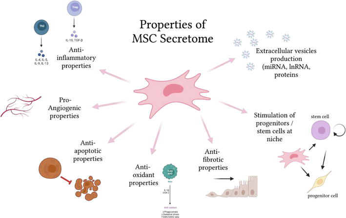 Properties of MSC