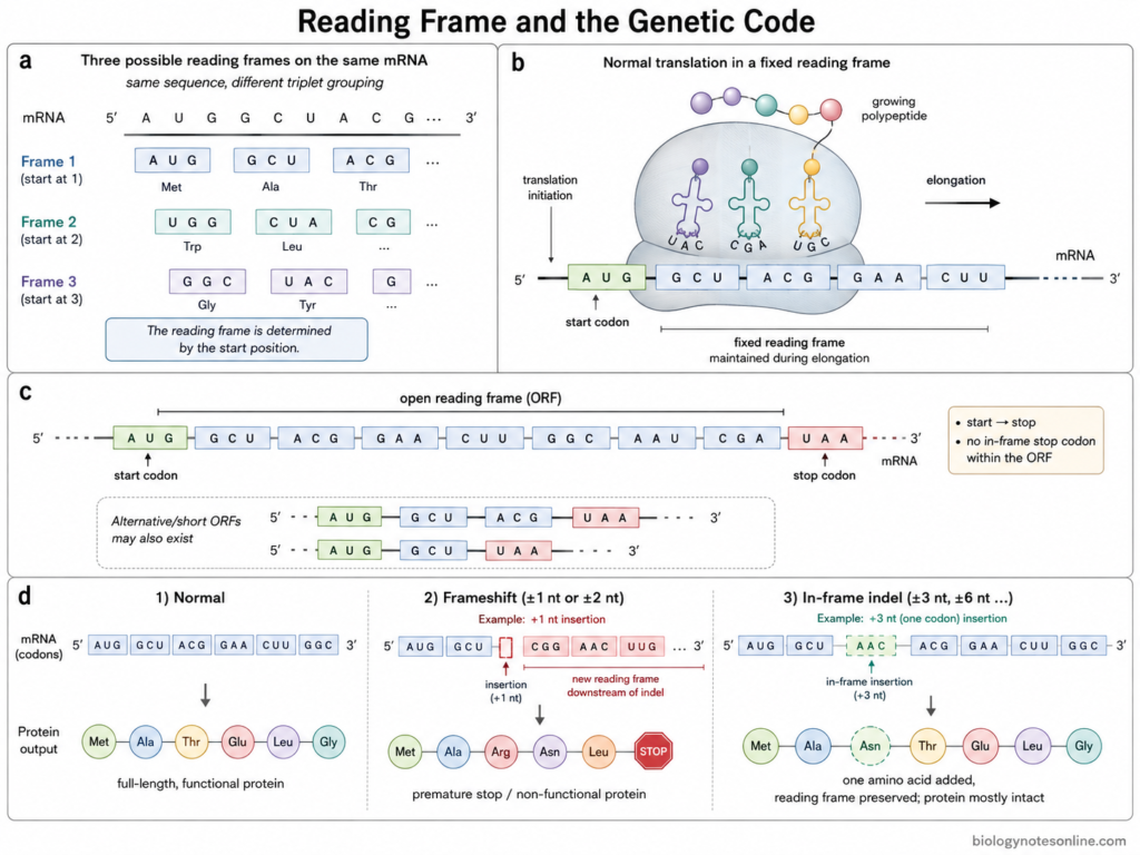 Genetic Code – Definition, Codon Table, Properties, and Examples 8 Reading Frame and the Genetic Code