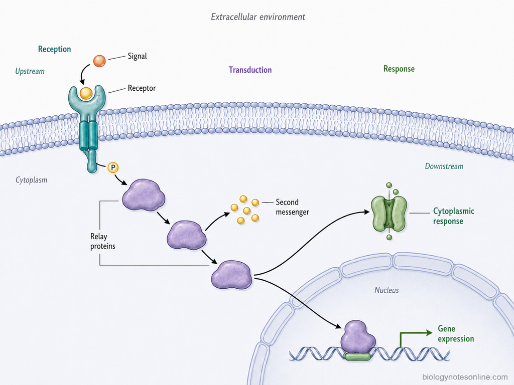 Cell signaling pathway showing ligand reception by a membrane receptor, intracellular signal transduction, and cytoplasmic or nuclear cellular responses.