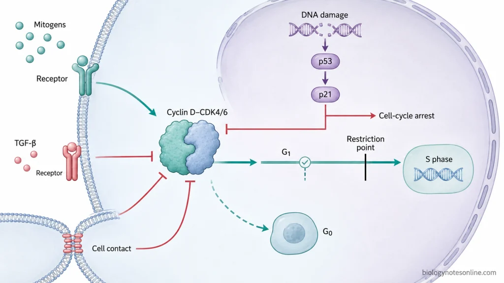 Mechanism showing mitogens promoting G1 progression through cyclin D-CDK4/6 while TGF-β, cell contact, and the p53-p21 response inhibit cell-cycle progression.