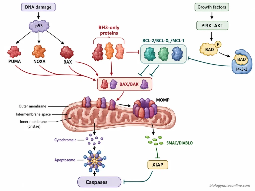 Regulation of mitochondrial apoptosis through BH3-only proteins, BCL-2-family proteins, p53 signaling, PI3K-AKT-BAD signaling, BAX and BAK, and SMAC-XIAP control.