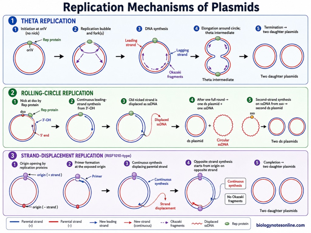 Replication Mechanism of Plasmids