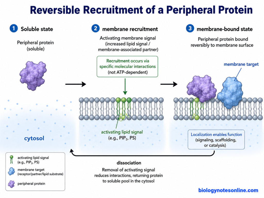 Peripheral Protein: Definition, Membrane Binding, Functions, and Examples 3 Flow diagram showing a peripheral protein reversibly moving between soluble cytosolic and membrane-bound states.