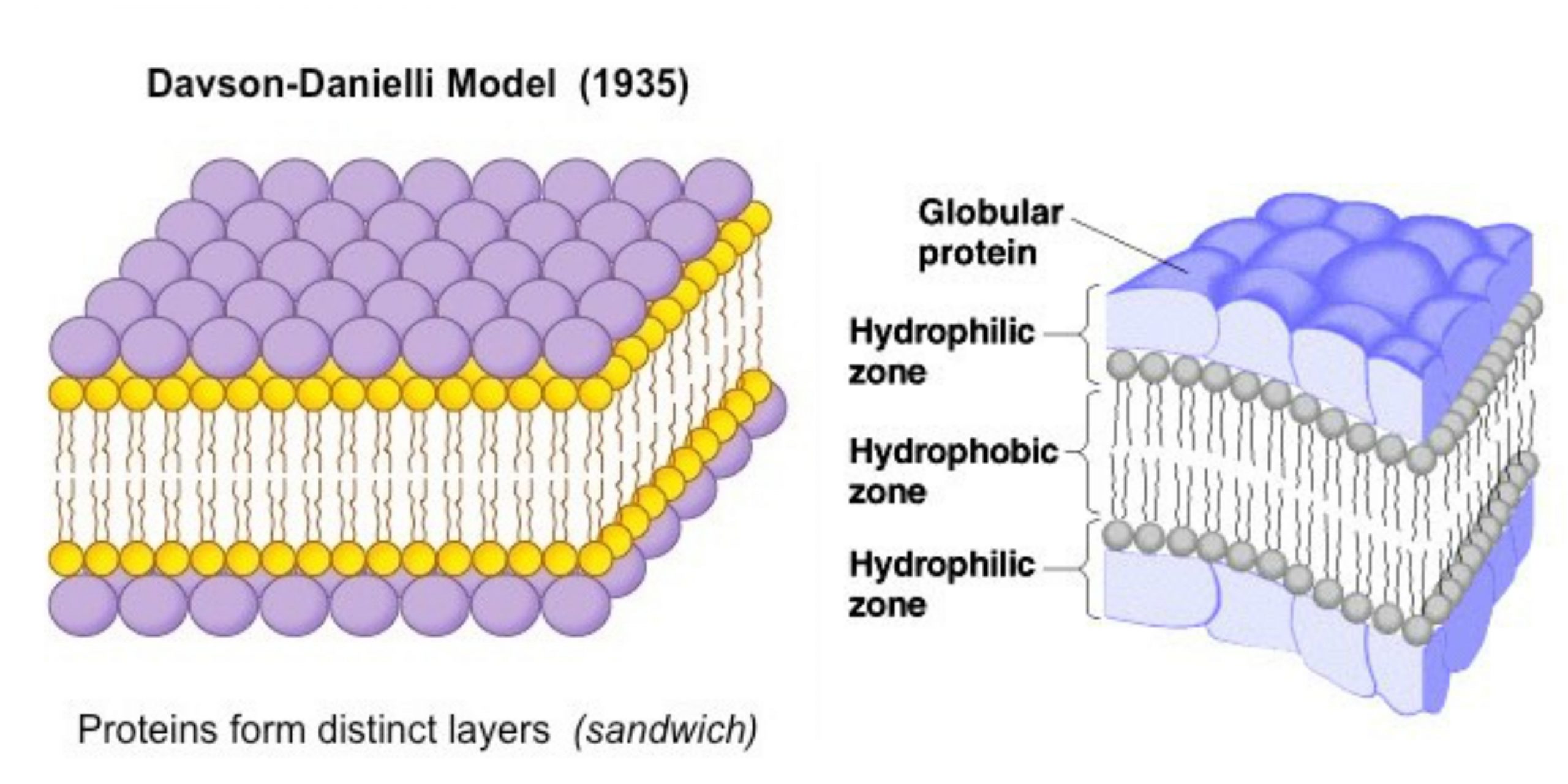 Sandwich (Davson–Danielli) model of cell membrane