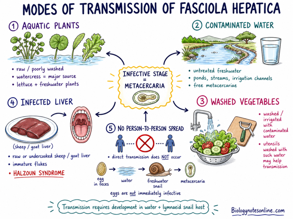 Schematic Diagram showing Modes of Transmission of Fasciola hepatica