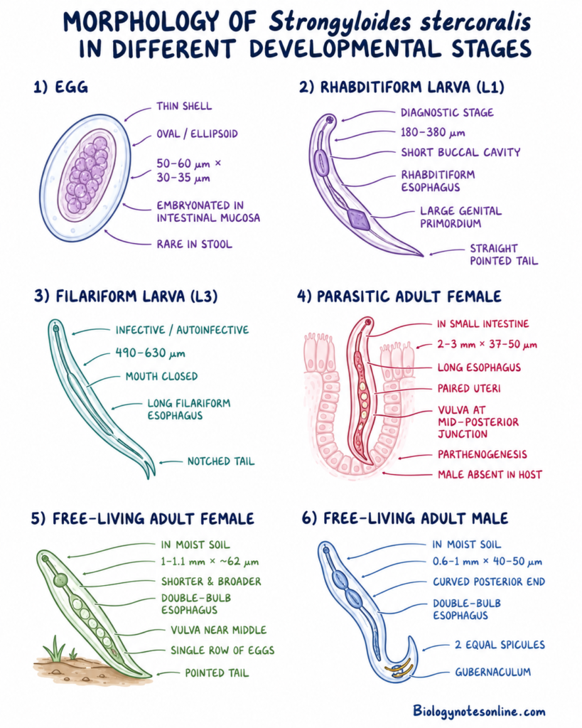 Schematic Diagram showing Morphology of Strongyloides stercoralis in Different Developmental Stages