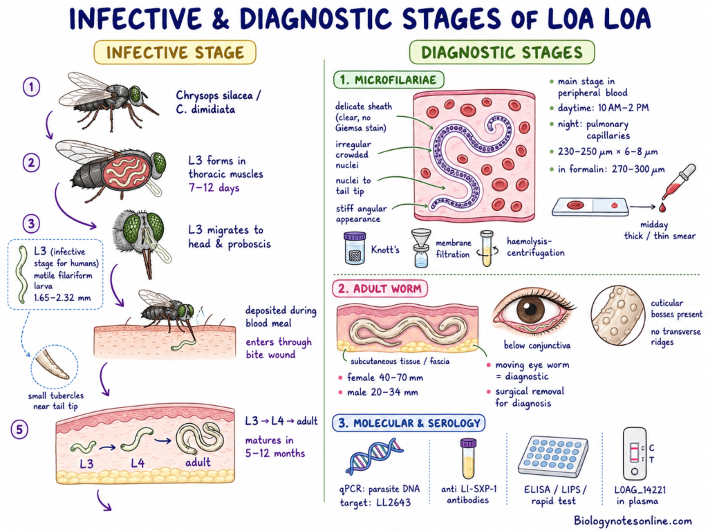 Schematic diagram of Infective and Diagnostic Stages of Loa loa