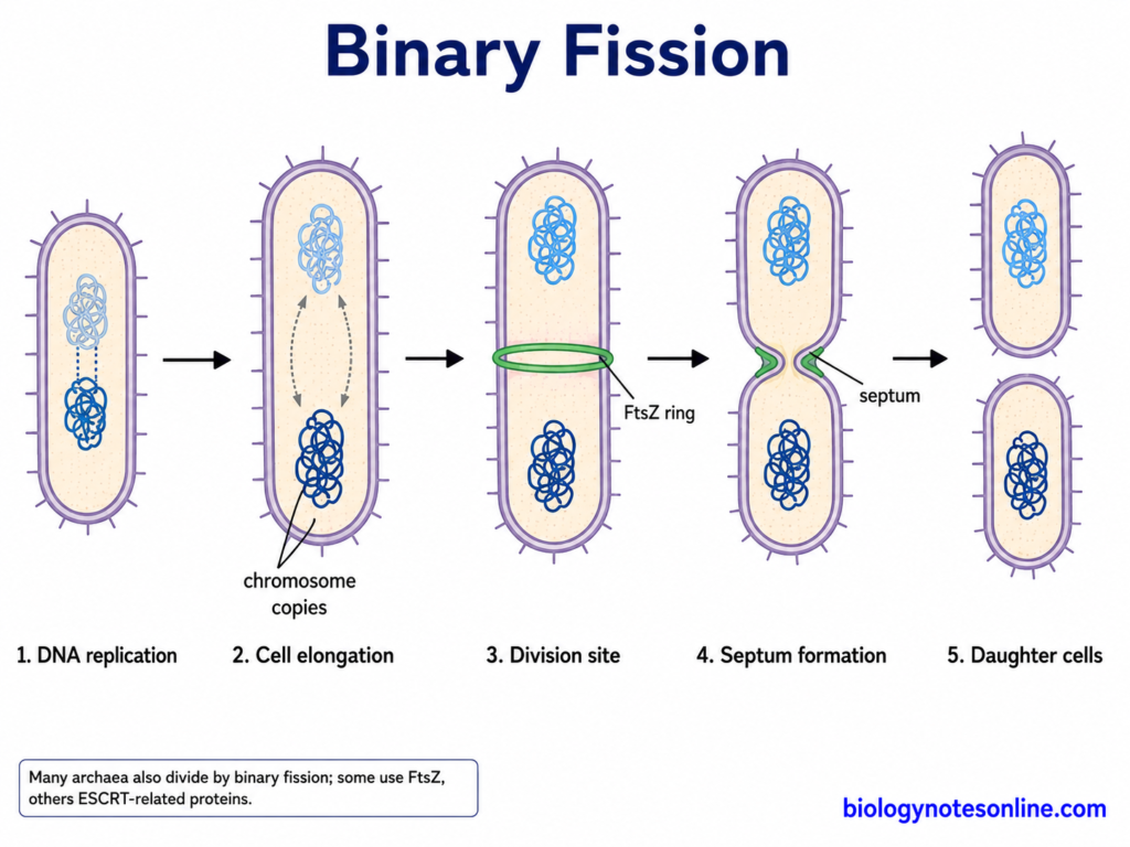 Schematic diagram showing Binary Fission steps