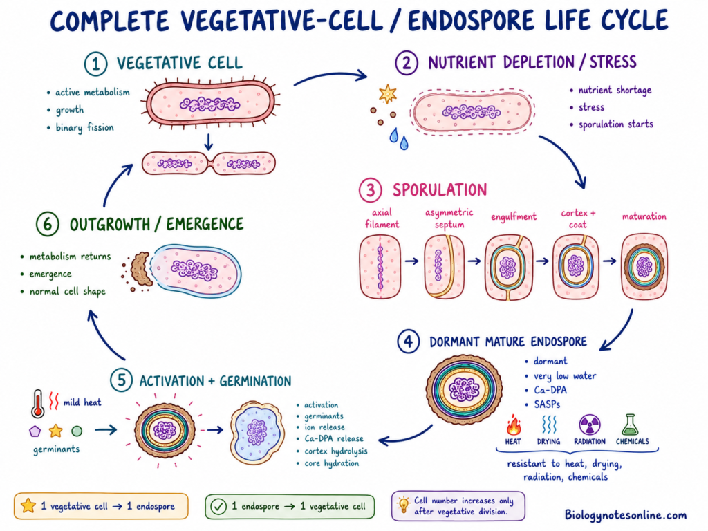 Endospore - Structure, Sporulation, Germination and Examples 8 Schematic diagram showing Complete vegetative-cell:endospore life cycle