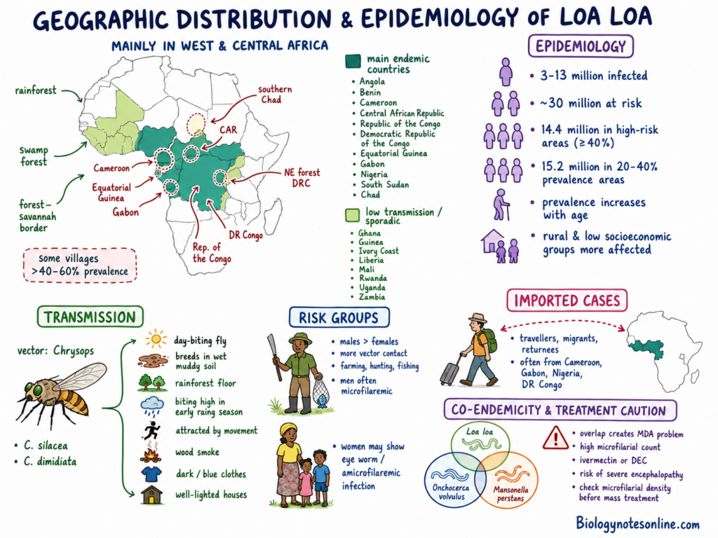 Schematic diagram showing Geographic Distribution and Epidemiology of Loa loa