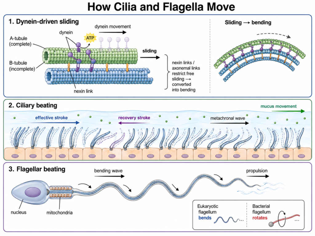 Schematic diagram showing How Do Cilia and Flagella Move