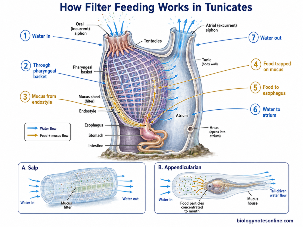Schematic diagram showing How Filter Feeding Works