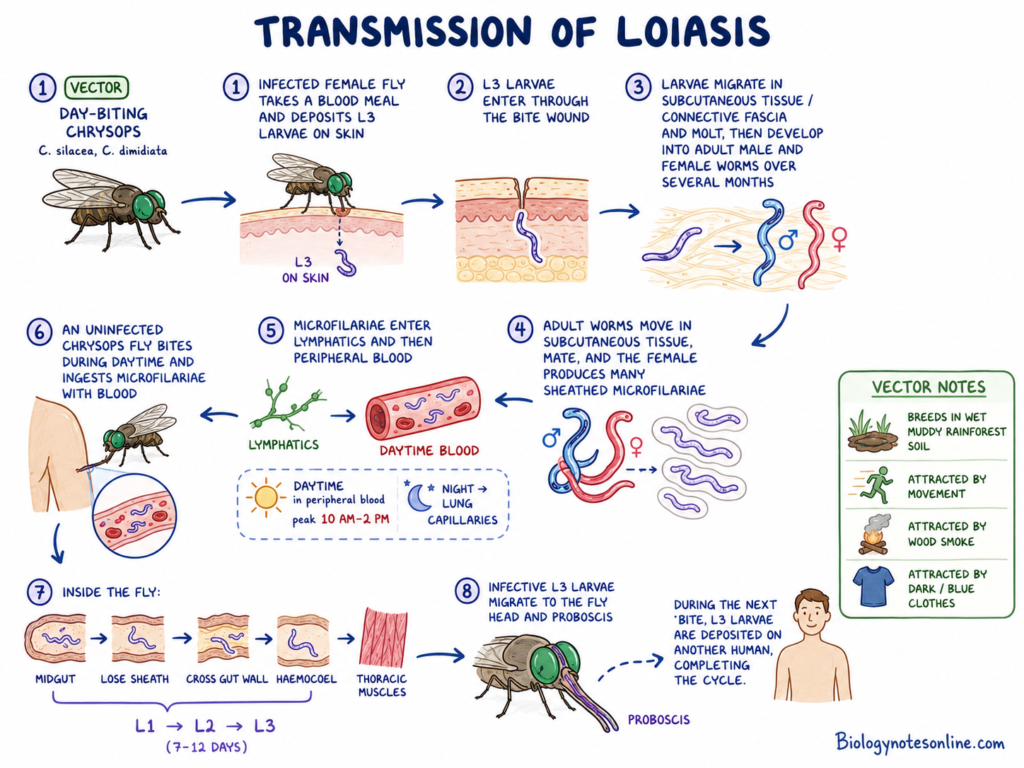 Schematic diagram showing How is Loiasis Transmitted