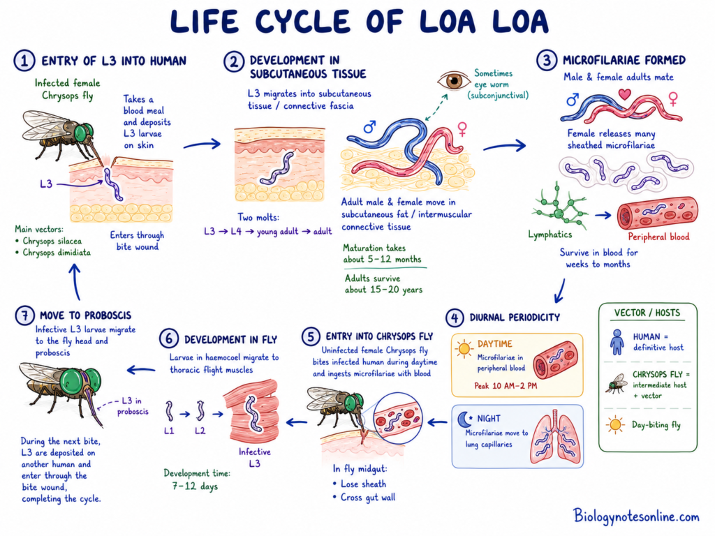 Schematic diagram showing Life Cycle of Loa loa