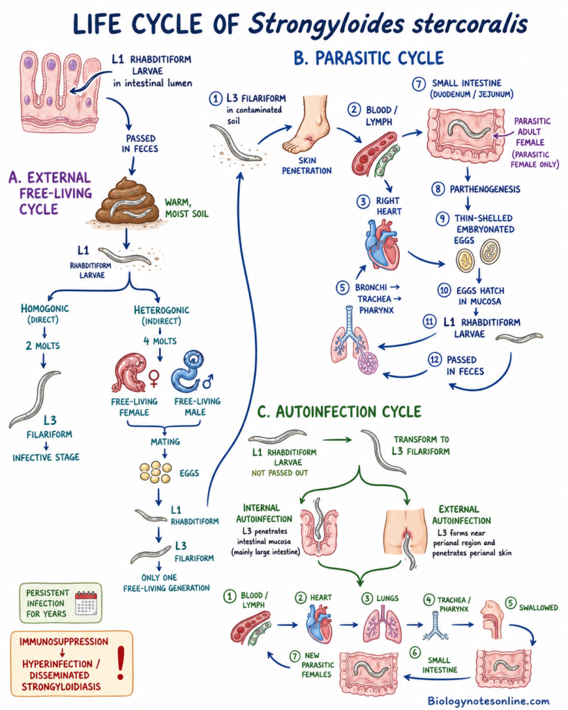 Schematic diagram showing Life Cycle of Strongyloides stercoralis