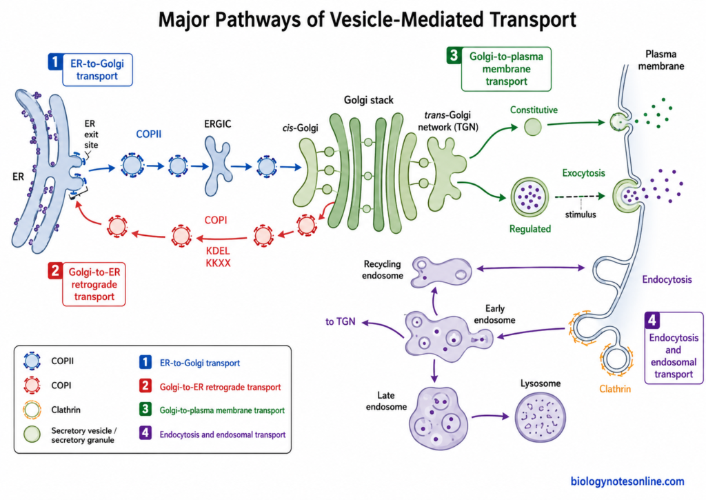 Schematic diagram showing Major Pathways of Vesicle-Mediated Transport