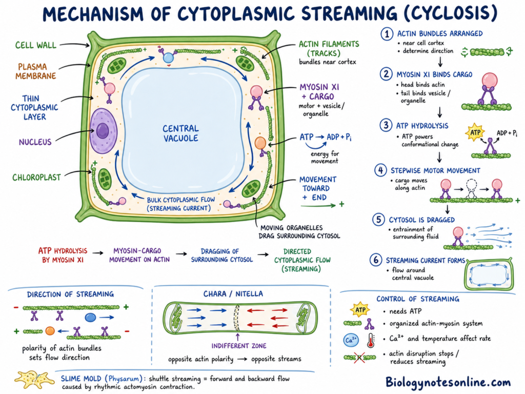 Schematic diagram showing Mechanism of Cytoplasmic Streaming or Cyclosis