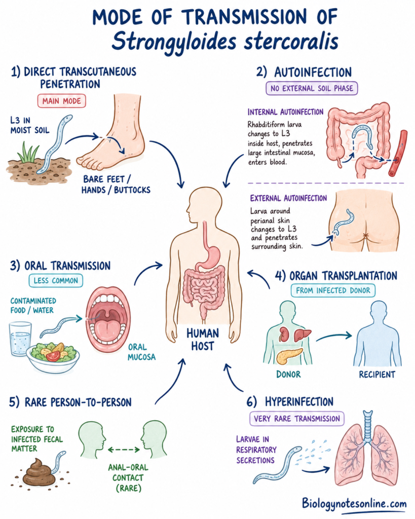 Schematic diagram showing Mode of Transmission of Strongyloides stercoralis
