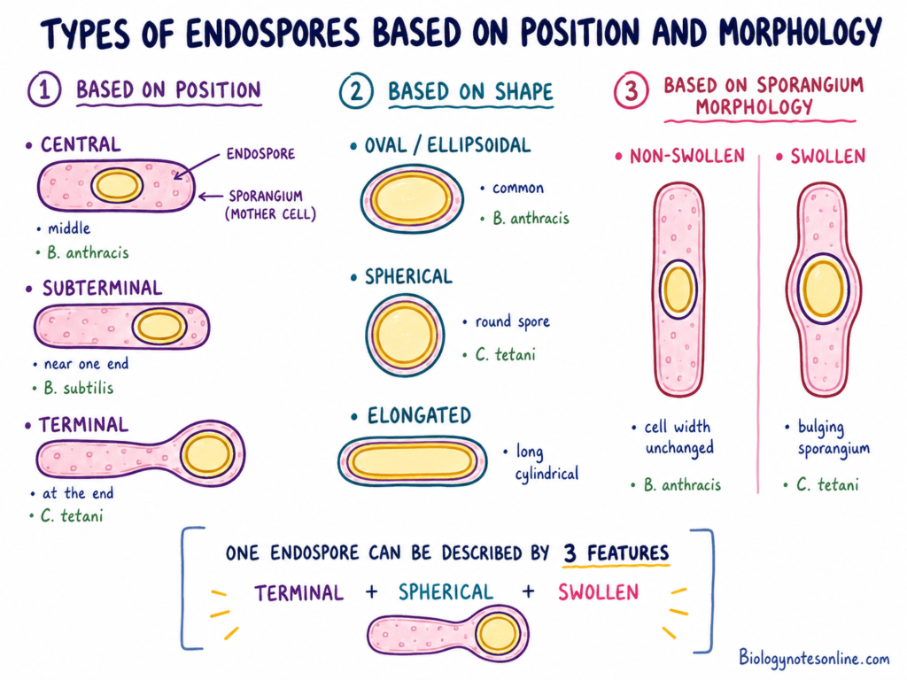 Endospore - Structure, Sporulation, Germination and Examples 3 Schematic diagram showing Types of Endospores Based on Position and Morphology