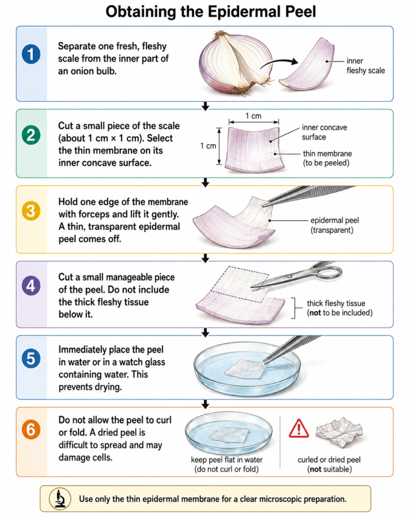 Schematic diagram showing how to Obtain the Epidermal Peel