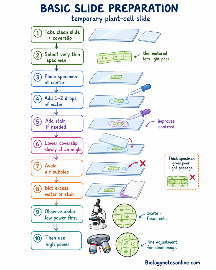 Schematic diagram showing preparation of a plant-cell slide