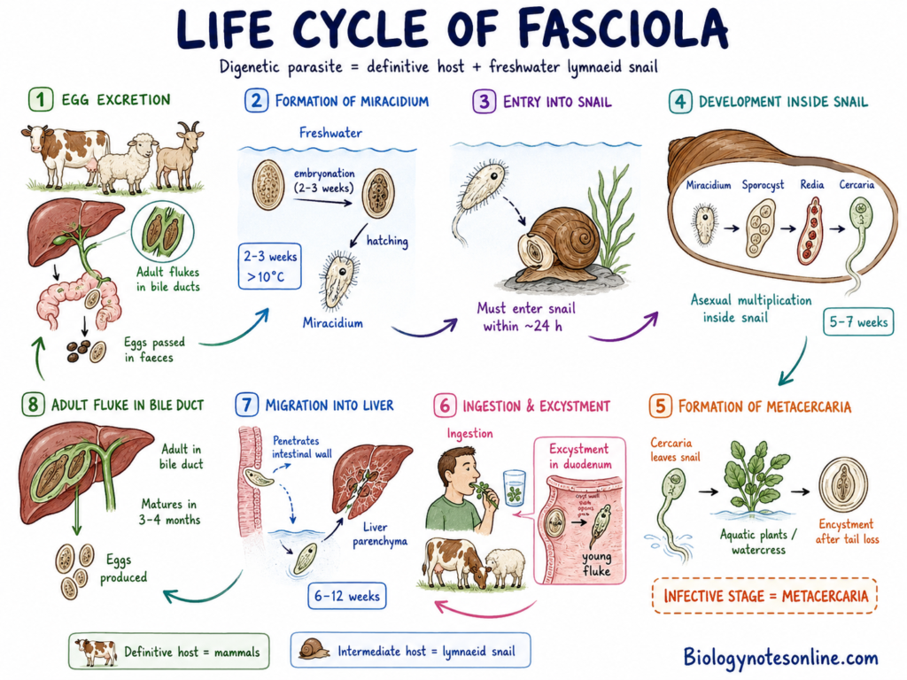 Schematic diagram showing the Life Cycle of Fasciola