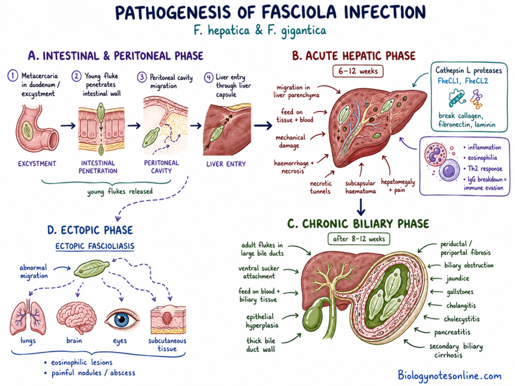 Schematic diagram showing the Pathogenesis of Fasciola Infection