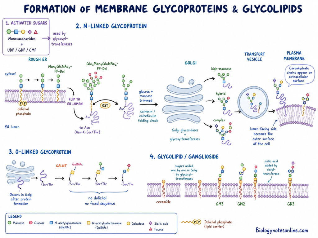 Schematic diagram showing Formation of Membrane Glycoproteins and Glycolipids