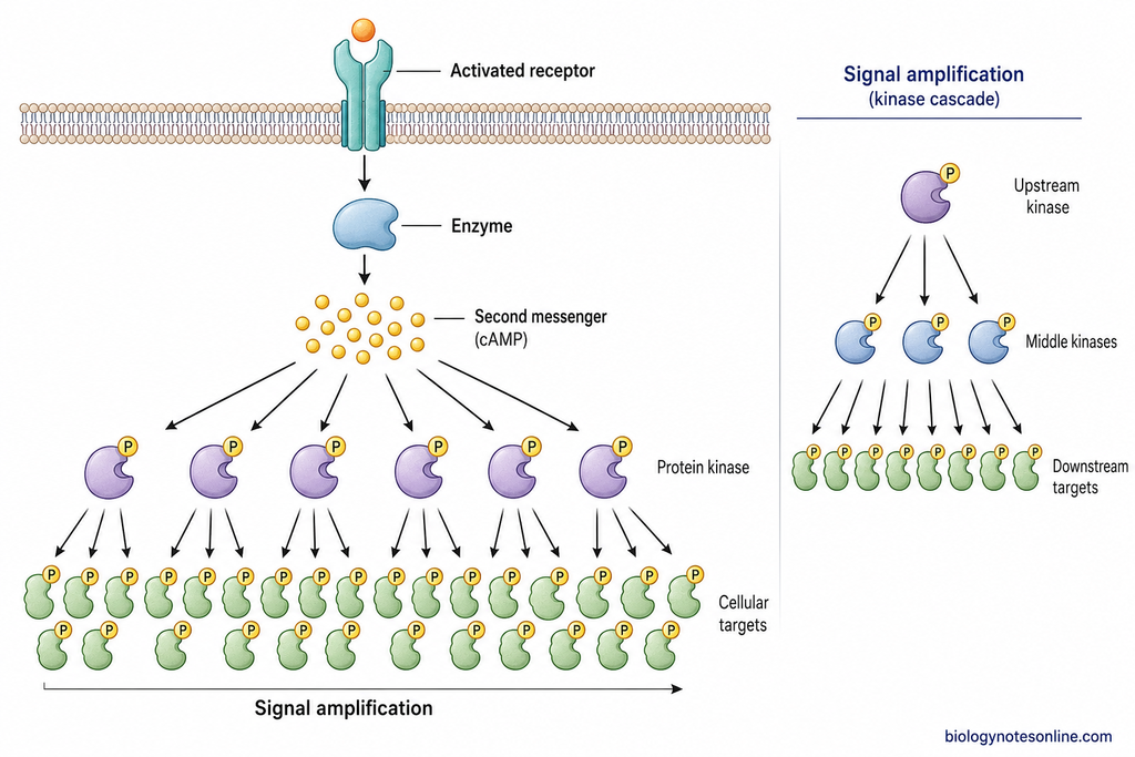 Signal amplification showing one activated receptor leading to many second messengers, active kinases, and downstream target proteins.