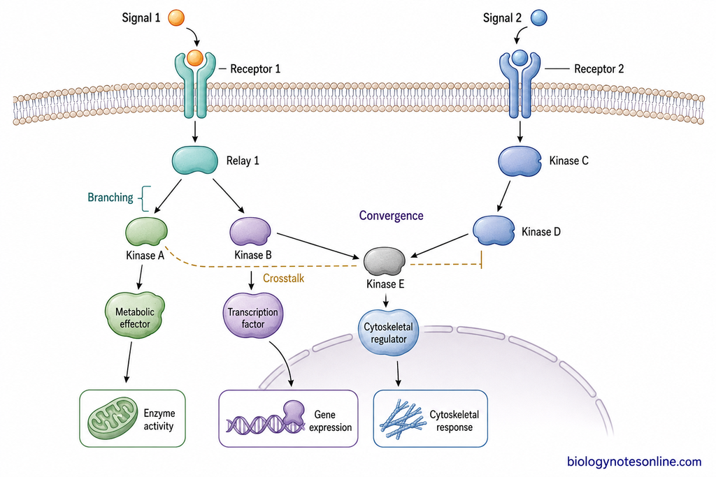 Cell signaling network showing one pathway branching to several targets, different receptor pathways converging, and crosstalk between signaling routes.