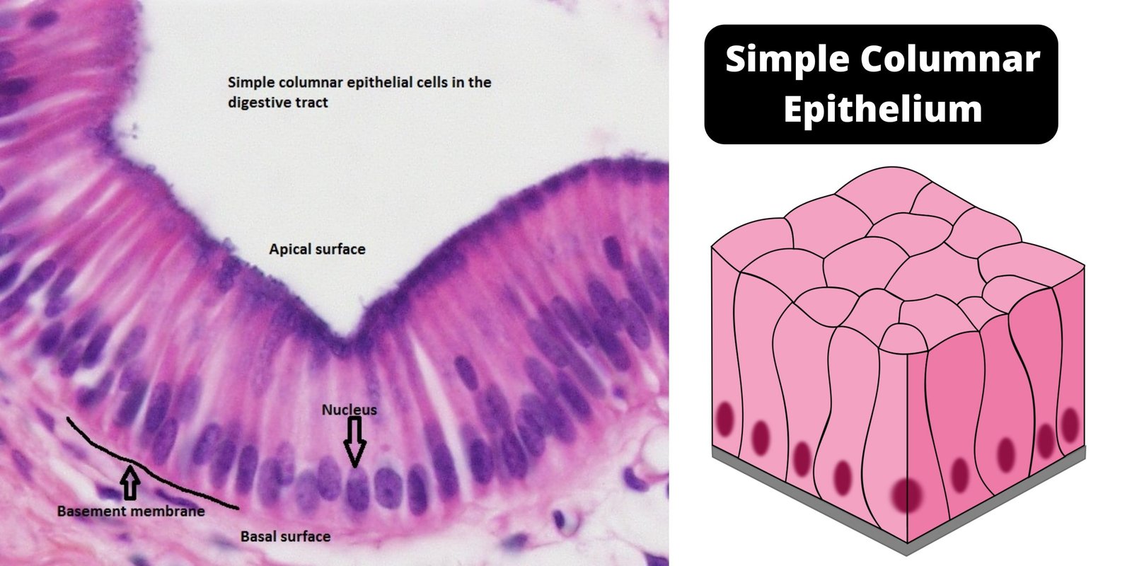 Simple columnar epithelium - definition, structure, functions, examples