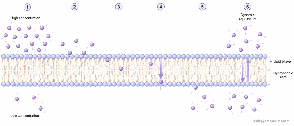 Passive Transport in Cells - Types, Mechanisms, and Examples 2 Six-step schematic showing molecules moving from high concentration through the lipid bilayer to low concentration and reaching dynamic equilibrium.
