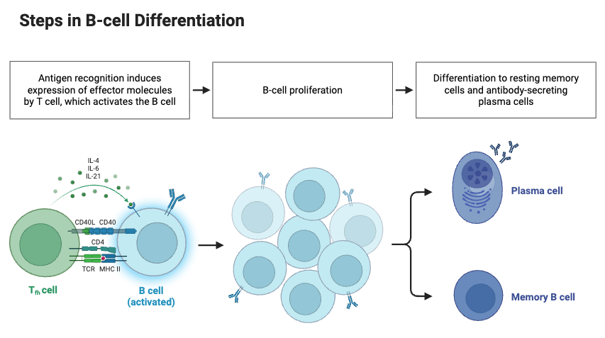 Steps in B-cell Differentiation