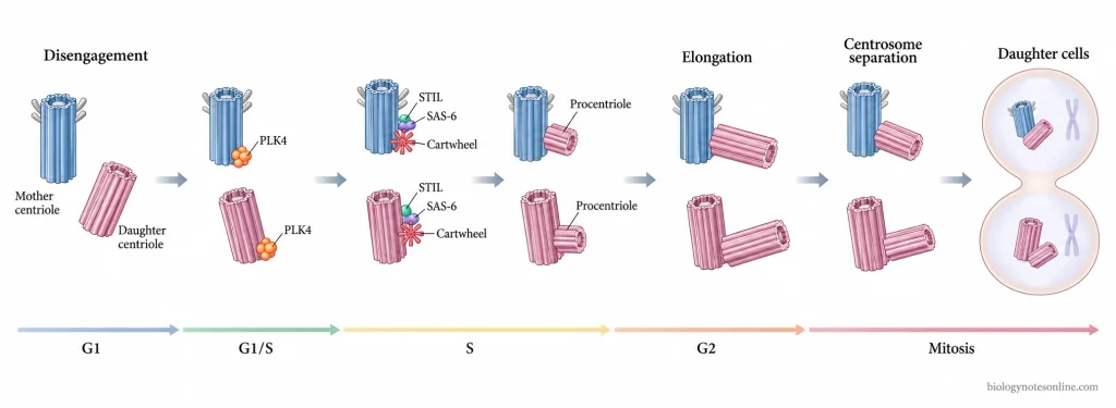 Centriole Abnormalities and Chromosome Instability