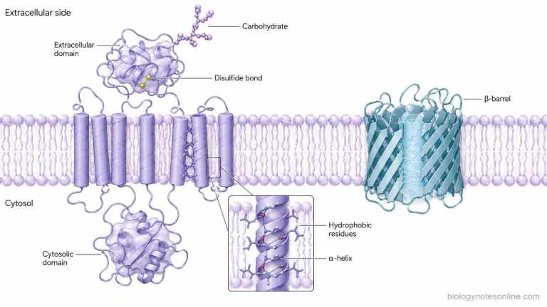 Lipid bilayer containing an α-helical transmembrane protein and a β-barrel protein, with hydrophobic membrane regions, hydrophilic domains, extracellular carbohydrate chains, and a disulfide bond.