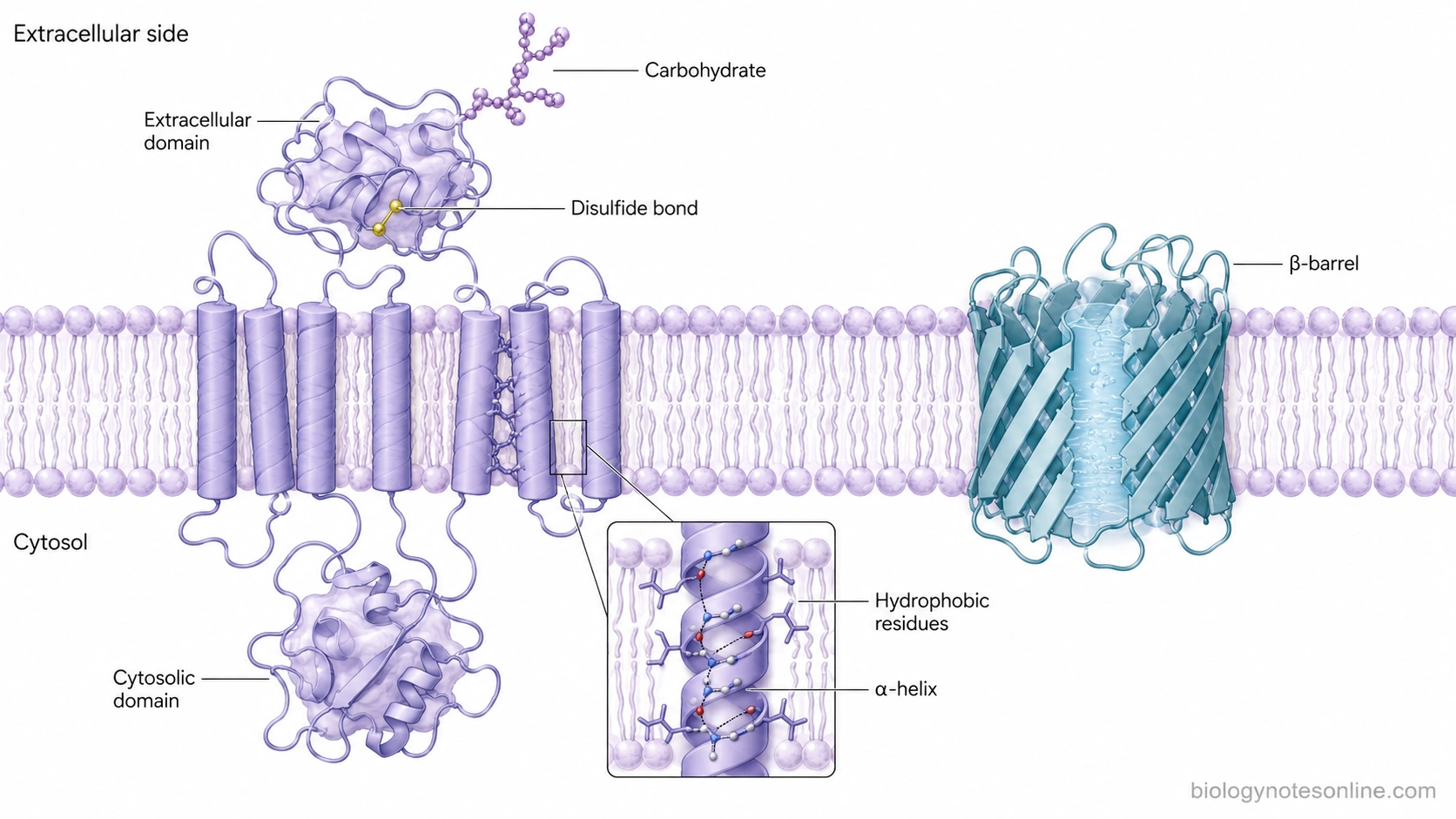 Lipid bilayer containing an α-helical transmembrane protein and a β-barrel protein, with hydrophobic membrane regions, hydrophilic domains, extracellular carbohydrate chains, and a disulfide bond.