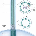 Longitudinal cilium showing the membrane, transition zone, basal body and axoneme, with cross-sections comparing 9+2 and 9+0 microtubule arrangements.