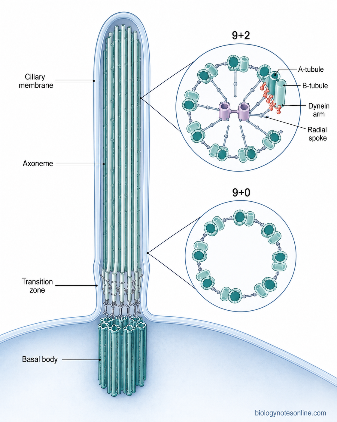 Longitudinal cilium showing the membrane, transition zone, basal body and axoneme, with cross-sections comparing 9+2 and 9+0 microtubule arrangements.