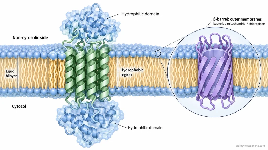 Integral membrane protein embedded in a phospholipid bilayer, showing hydrophobic transmembrane helices, hydrophilic exposed domains, and a β-barrel membrane structure.