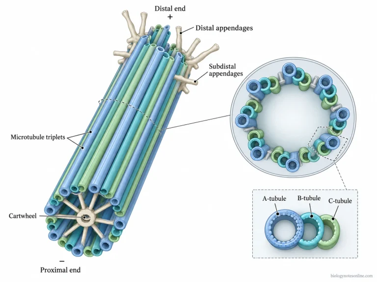 Detailed centriole structure showing nine microtubule triplets, A-, B- and C-tubules, proximal cartwheel, distal end, and mother-centriole appendages.