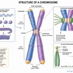 Labelled Diagram showing Structure of a Chromosome