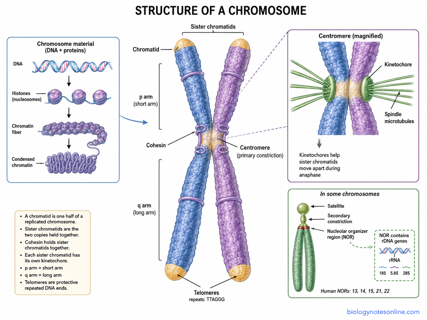 Labelled Diagram showing Structure of a Chromosome