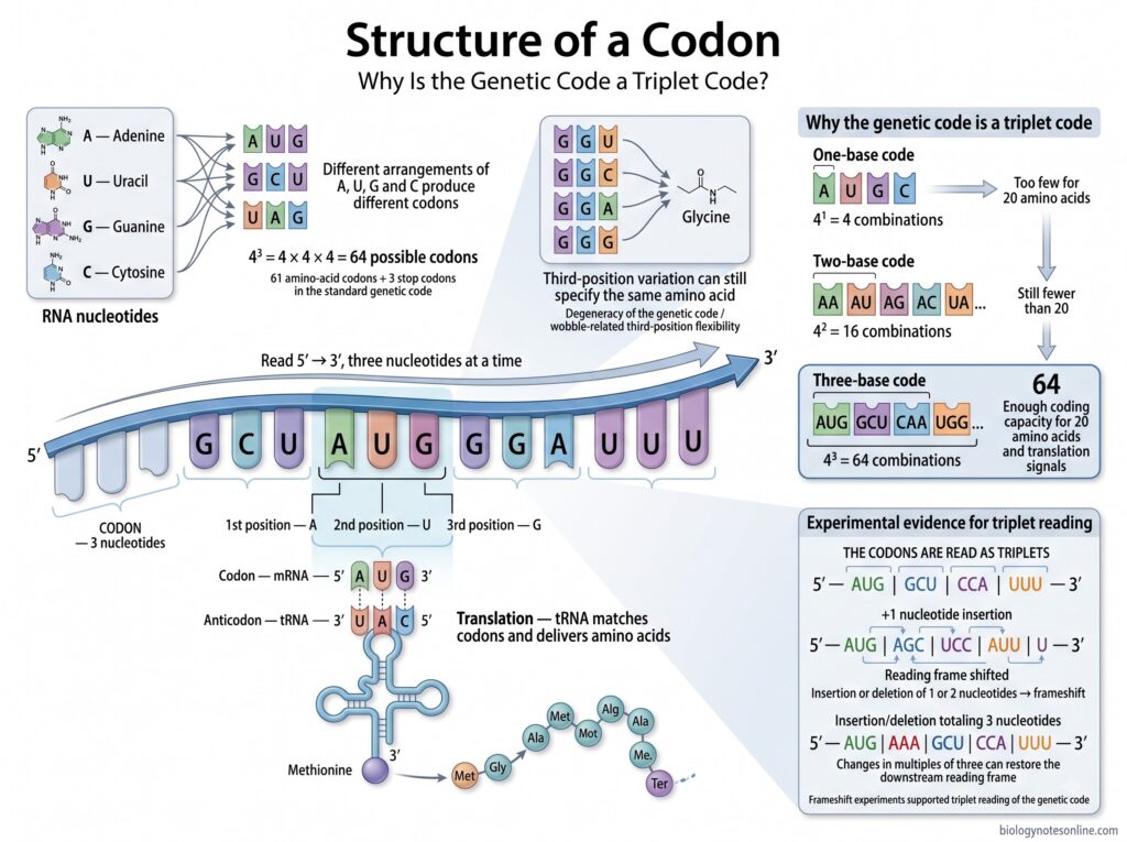Genetic Code – Definition, Codon Table, Properties, and Examples 1 Structure of a Codon