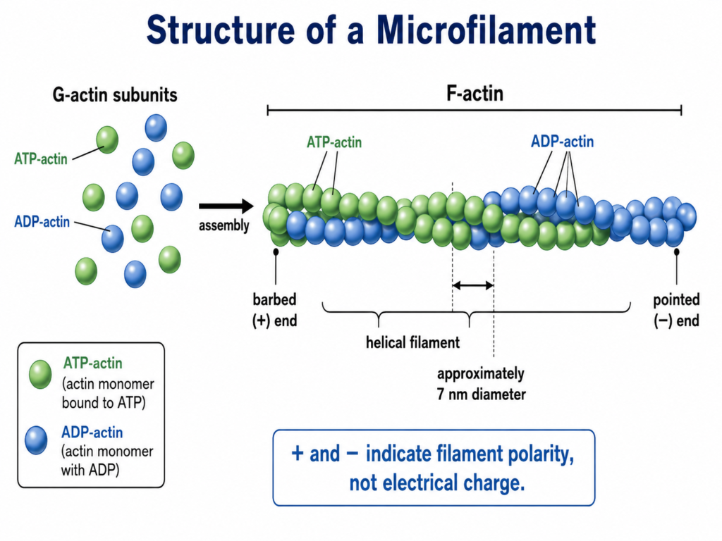 Microfilaments: Definition, Structure, Functions & Formation 2 Structure of a Microfilament