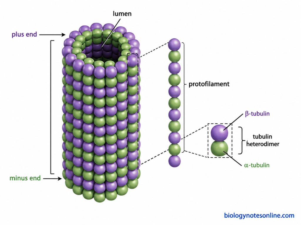 α- and β-tubulin dimers forming protofilaments that assemble into a hollow microtubule with distinct plus and minus ends.